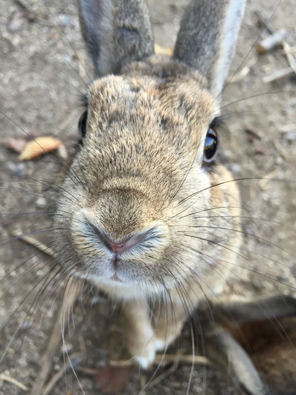 bunny island