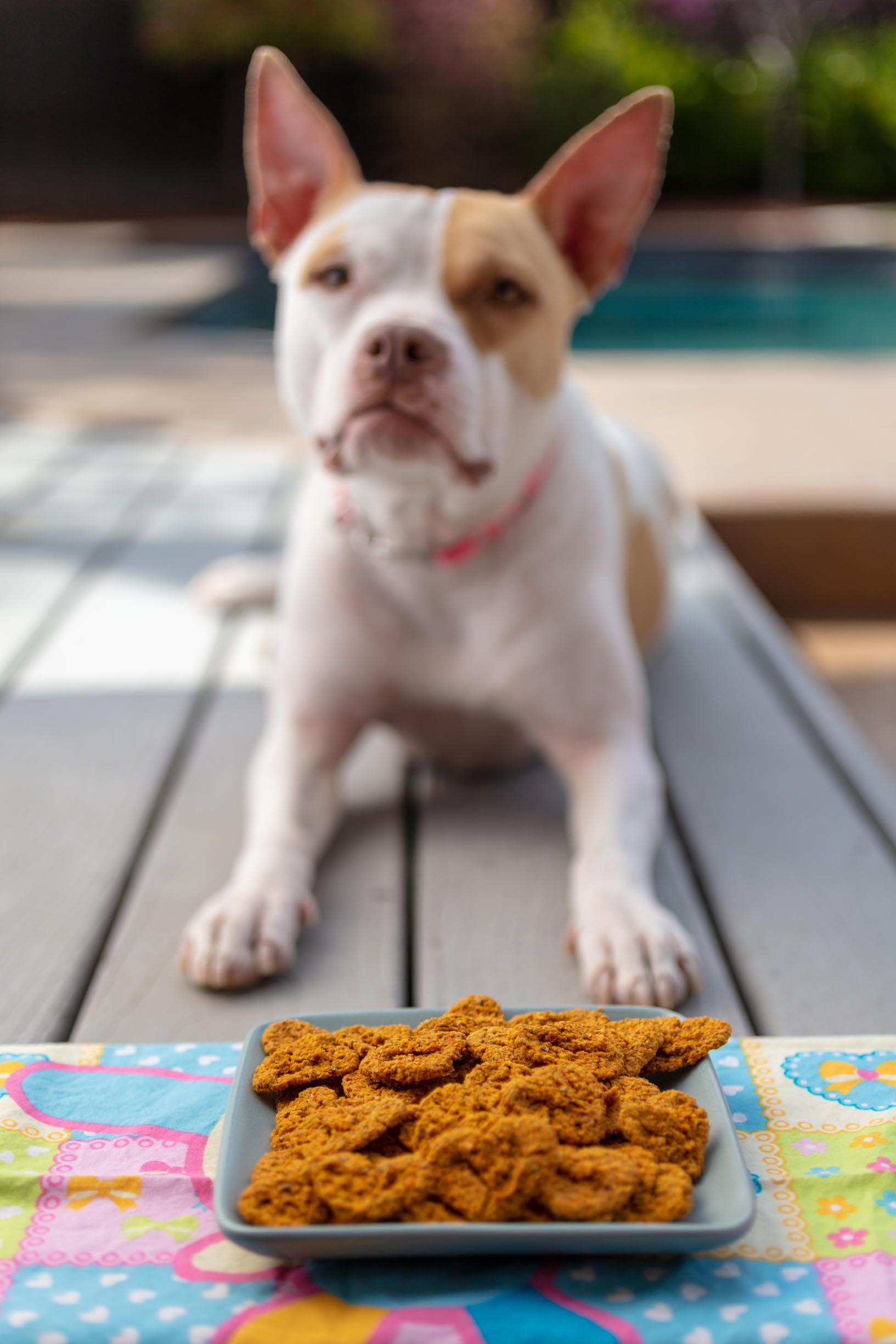 allergen-free homemade dog treats